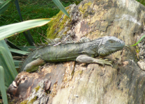 Reptilienzoo Happ